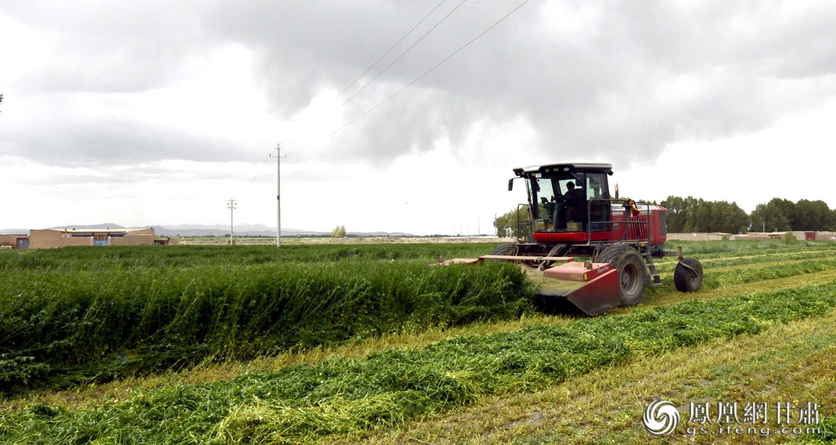 永昌县首茬紫花苜蓿迎来忙碌收割季 肖刚 摄