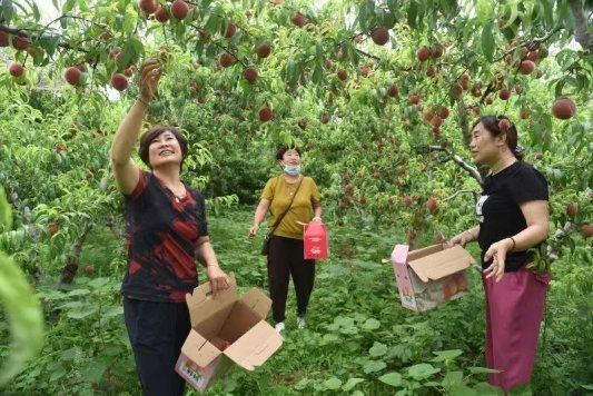 巨野核桃园镇土特产为何走悄市场