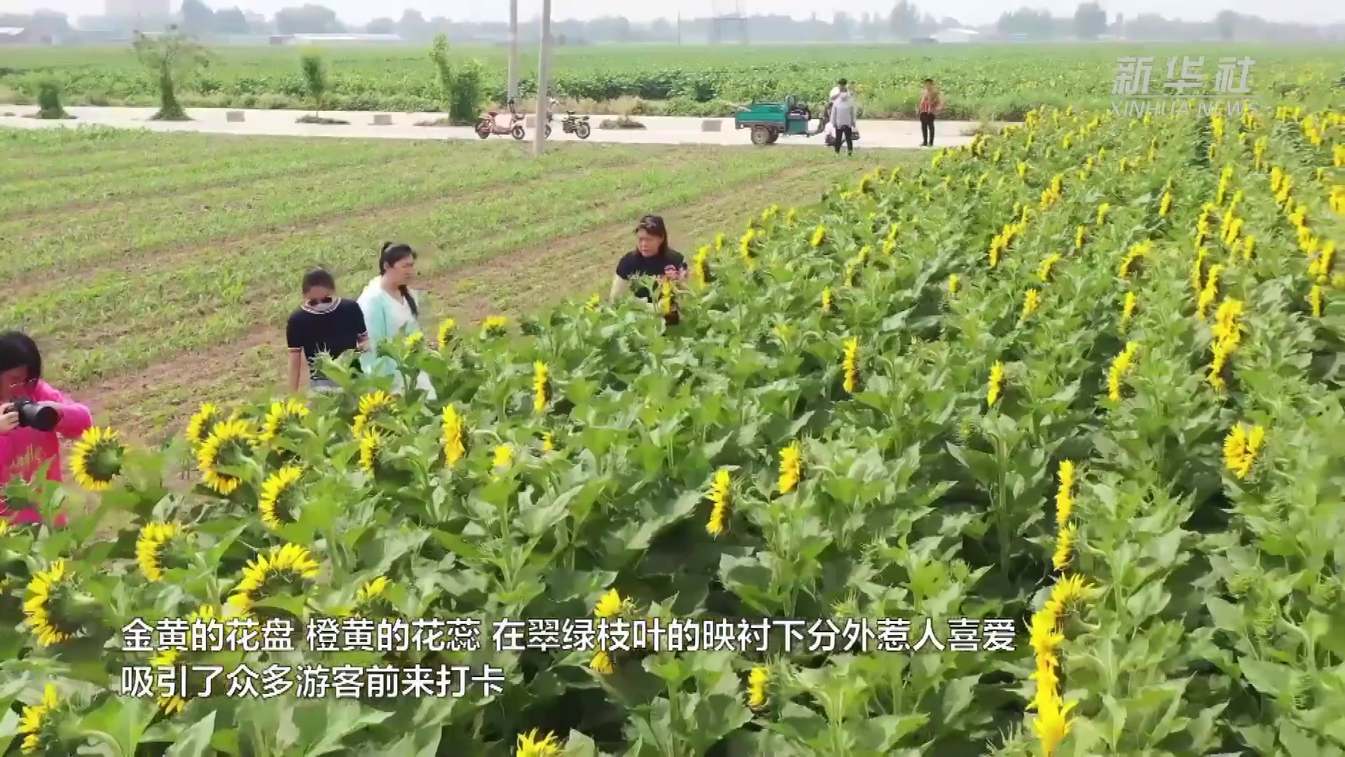 朵朵葵花绽放 金色花海等你“打卡”