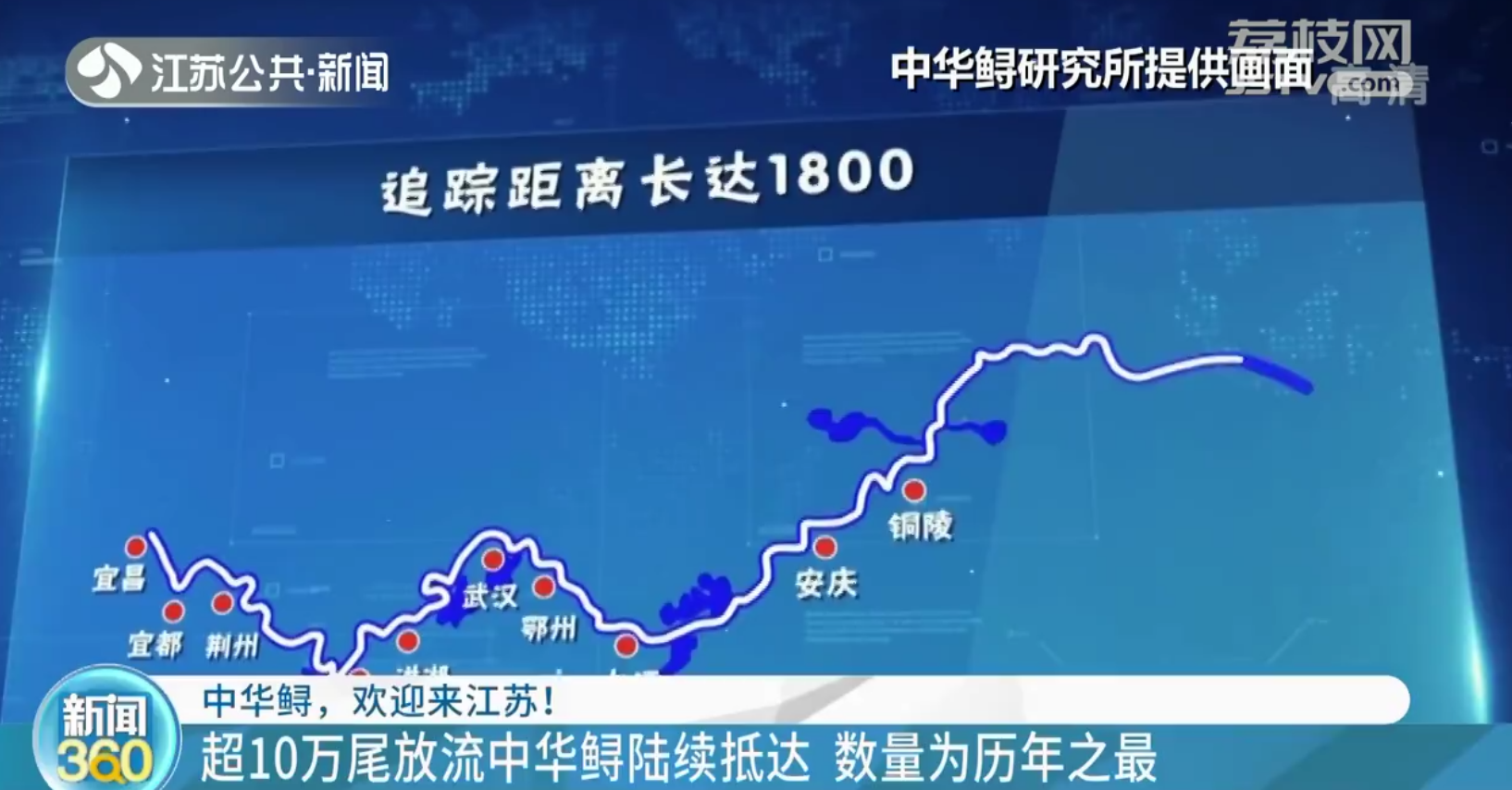 沿江奔波一千多公里 超10万尾中华鲟陆续抵达江苏