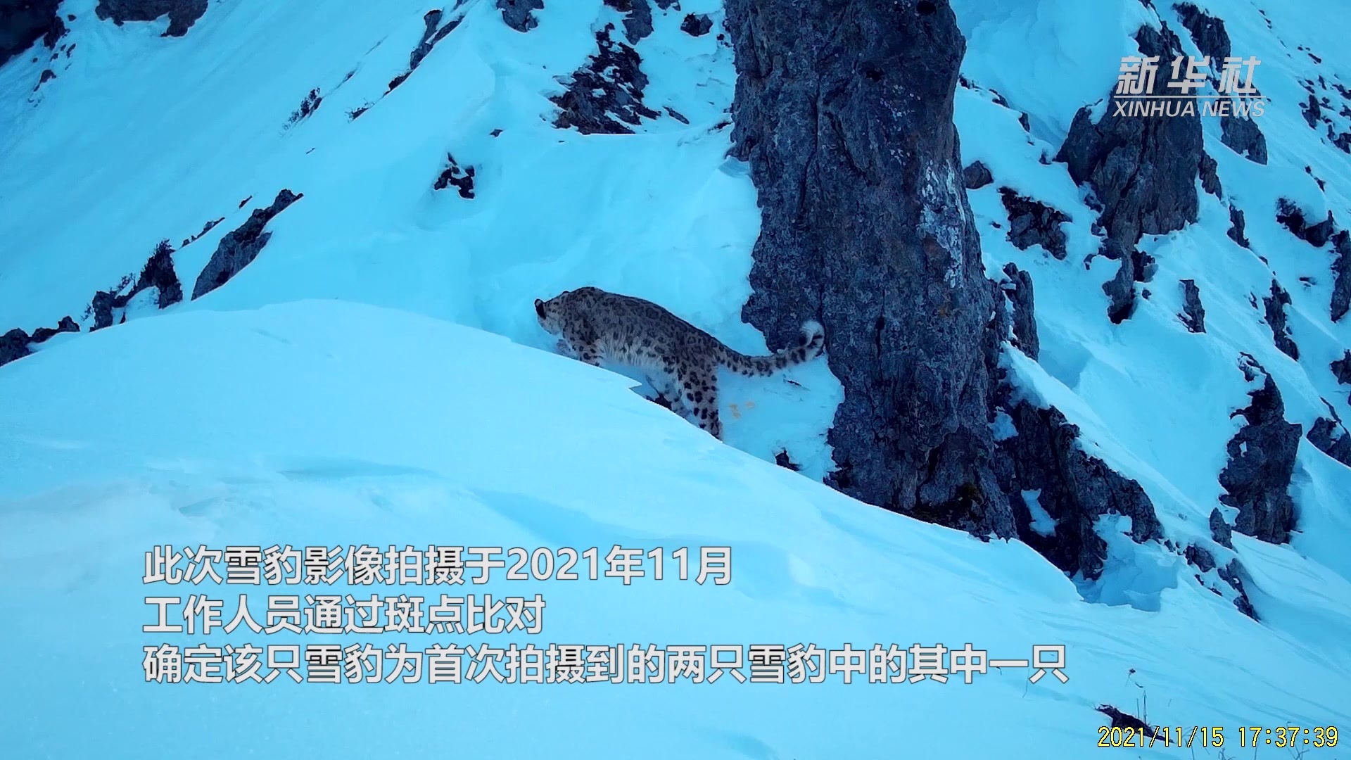 雪豹再次现身大熊猫国家公园王朗片区