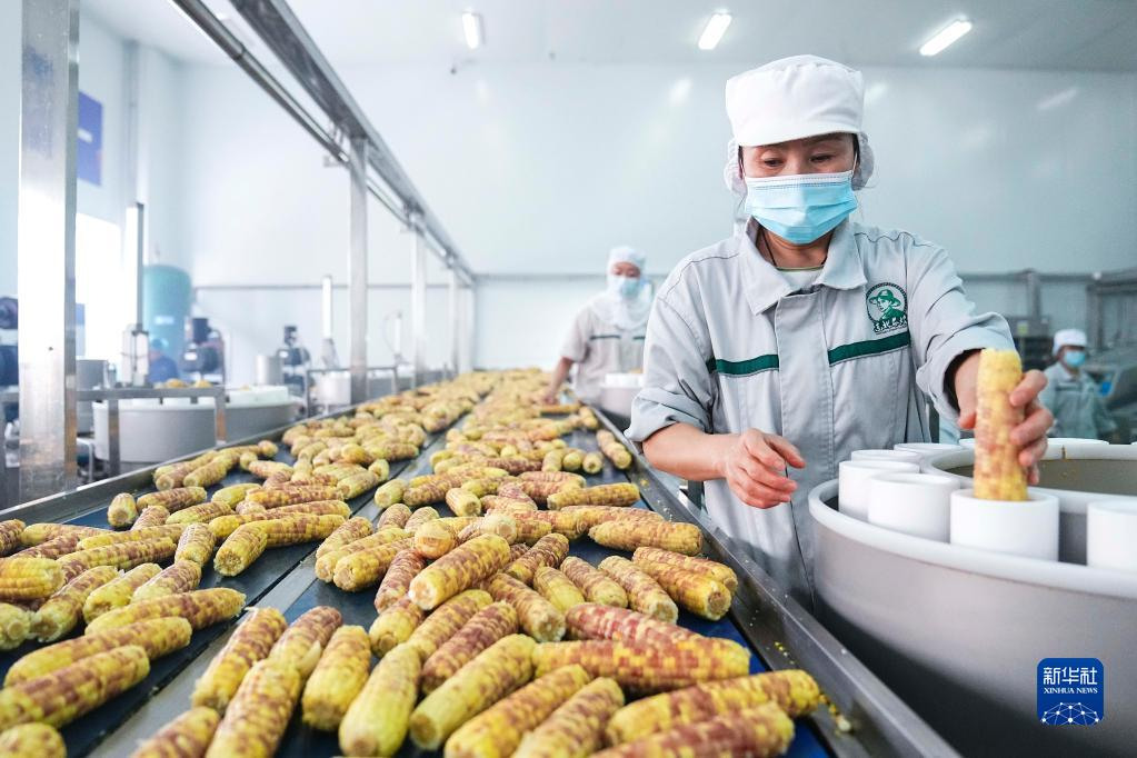 工人在吉林省农嫂食品有限公司生产车间内加工鲜食玉米（6月6日摄）。新华社记者 许畅 摄