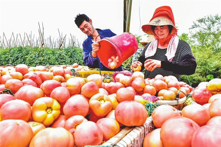 南昌扬子洲镇迎来番茄丰收季（图）