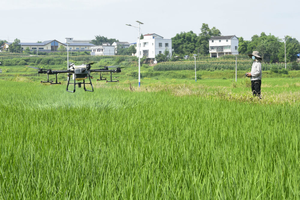桂定友来自当地一家科技公司,这次和同事带着4台植保无人机开展植保