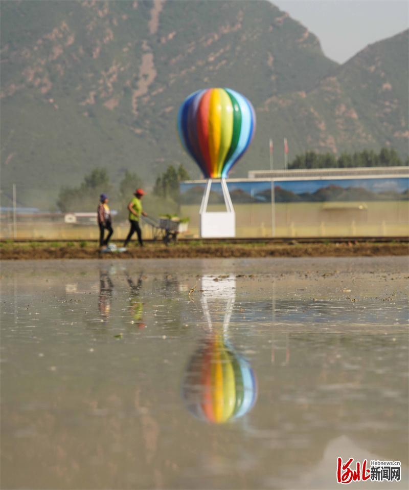 2022年6月25日,河北省遵化市团瓢庄乡山里各庄村的农民在景观稻田运送稻秧苗。 通讯员刘满仓摄