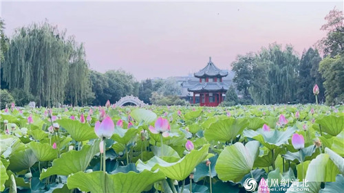 ​保定古莲花池：闹市蓬莱历经八百年，两首诗记录她明朝重修后盛景