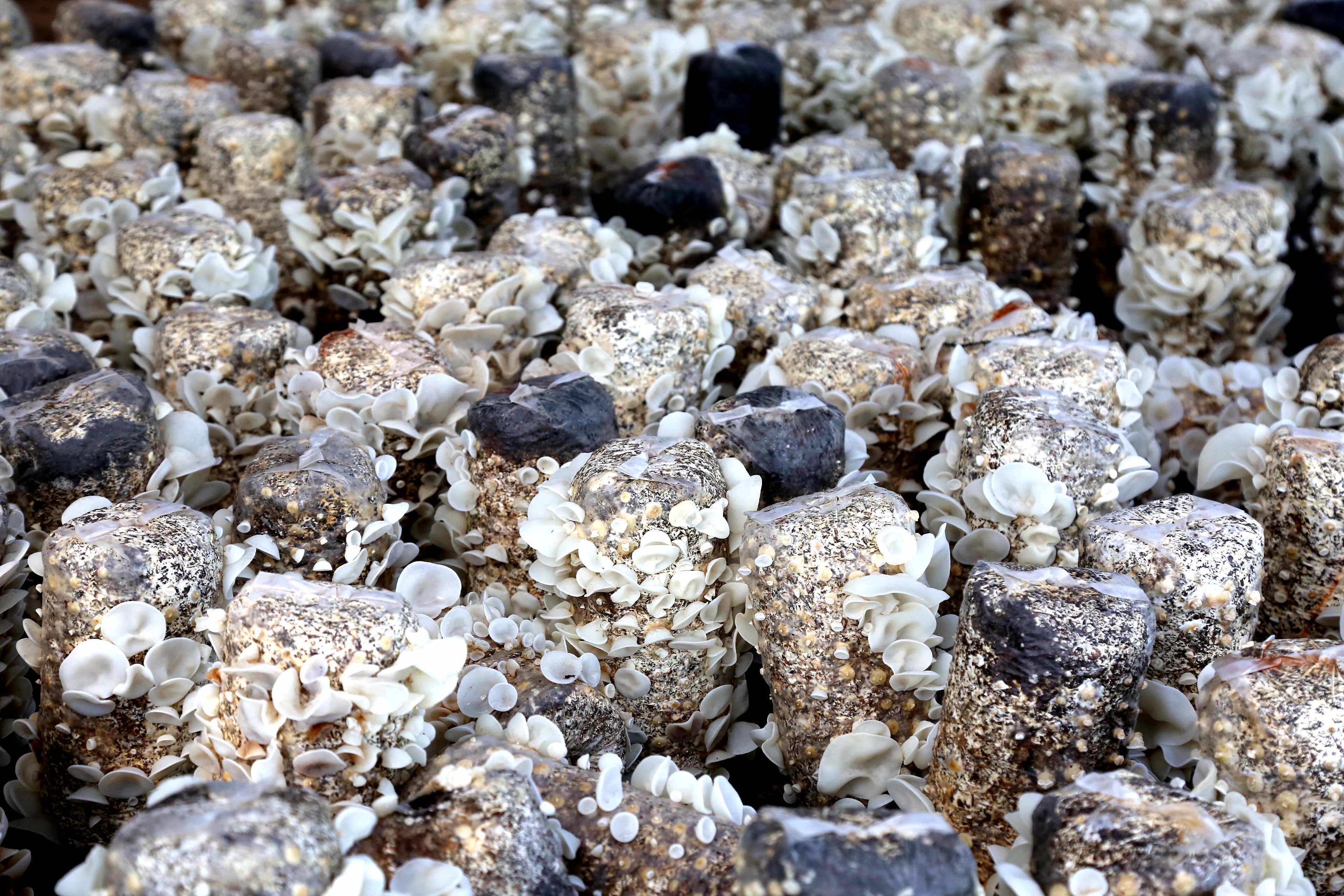 菌棒上刚刚生出的白玉木耳. 肖伟 摄