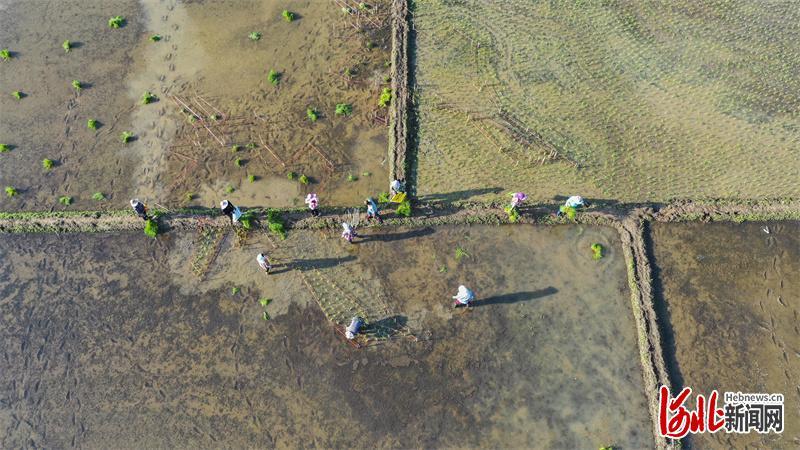 2022年6月25日,河北省遵化市团瓢庄乡山里各庄村的农民在景观稻田劳作。 通讯员刘满仓摄