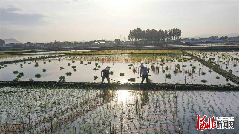 2022年6月25日,河北省遵化市团瓢庄乡山里各庄村的农民在景观稻田劳作。 通讯员刘满仓摄