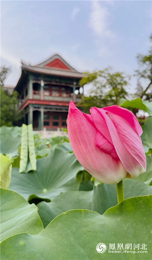 ​保定古莲花池：闹市蓬莱历经八百年，两首诗记录她明朝重修后盛景