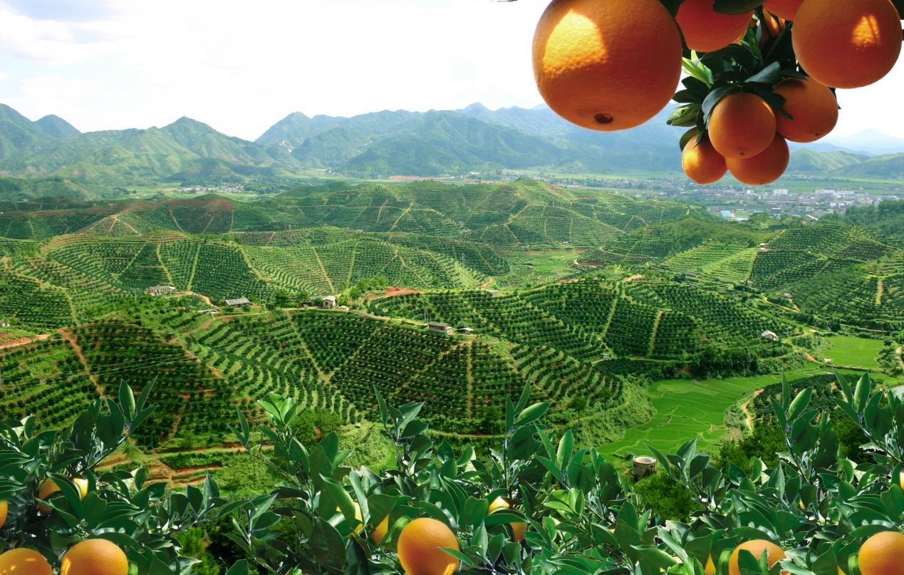 “赣南脐橙”以681.85亿元的品牌价值稳居全国区域品牌水果类第一，脐橙成为农民“致富果”。