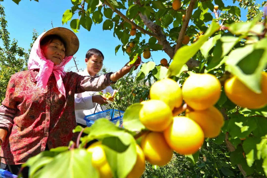 七彩丹霞山下结“金果” 张掖临泽群众走上“杏”福路