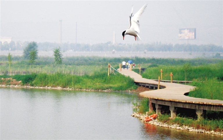 安宁湿地公园凌空飞舞的水鸟
