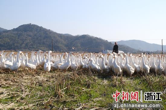 象山白鹅养殖场景。 黄黎娟供图