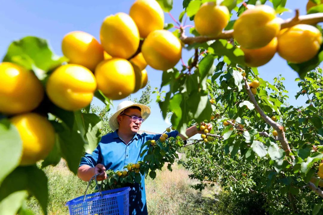 七彩丹霞山下结“金果” 张掖临泽群众走上“杏”福路