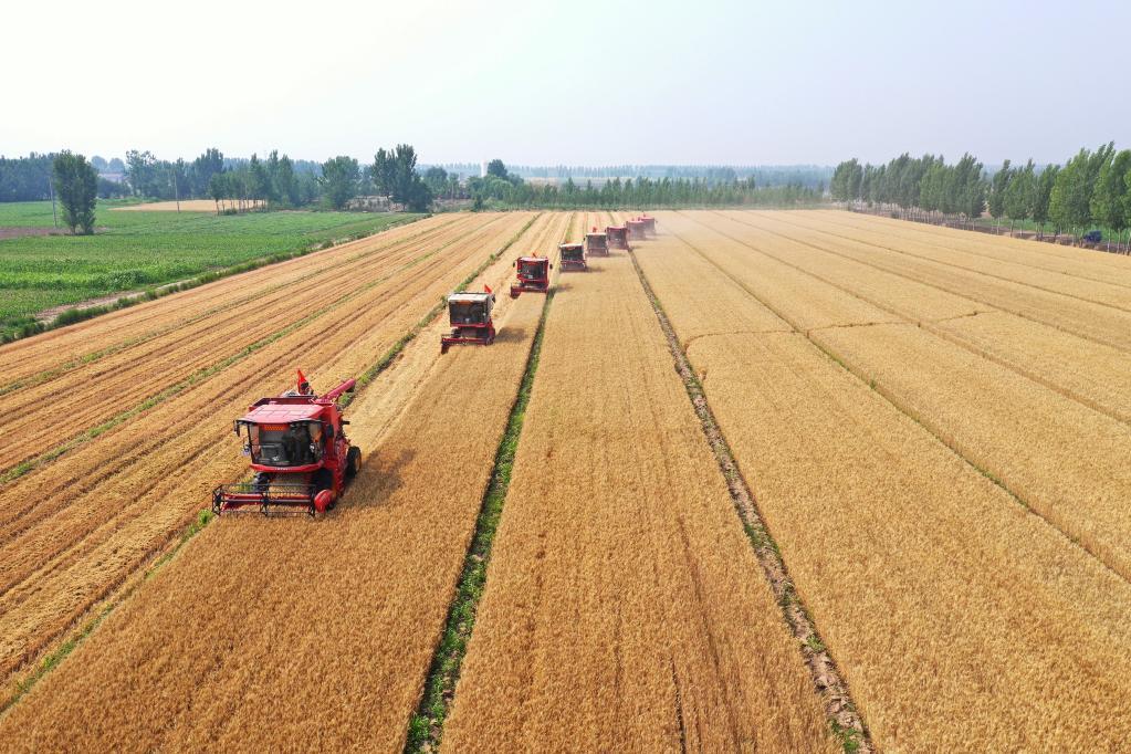 机械刈禾田乐享丰收年直击河北小麦机收进行时