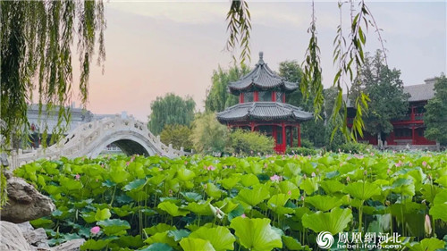 ​保定古莲花池：闹市蓬莱历经八百年，两首诗记录她明朝重修后盛景