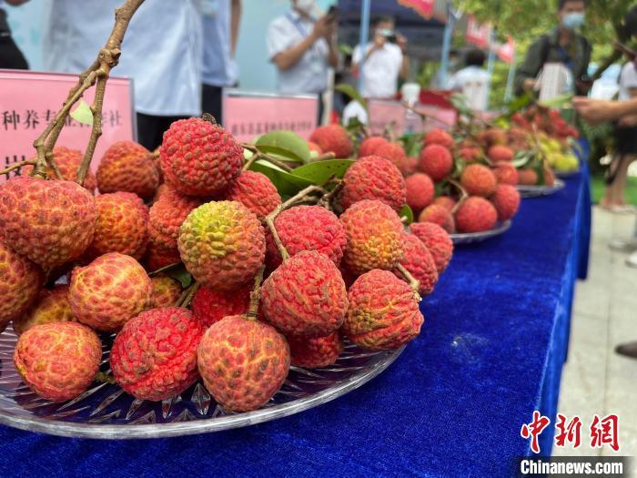 广东惠州"东坡荔枝"走出国门今年已出口2500公斤