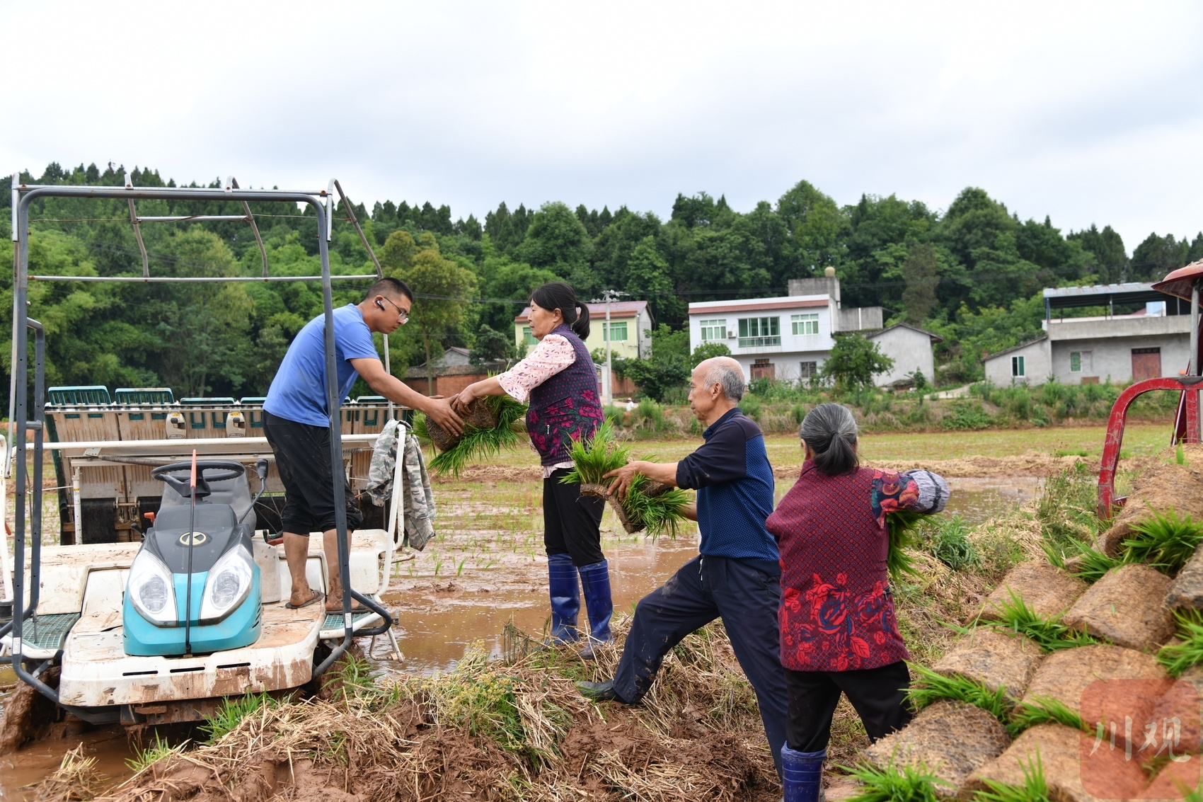 5月下旬，德阳市中江县永太镇多宝村村民正在栽插水稻。