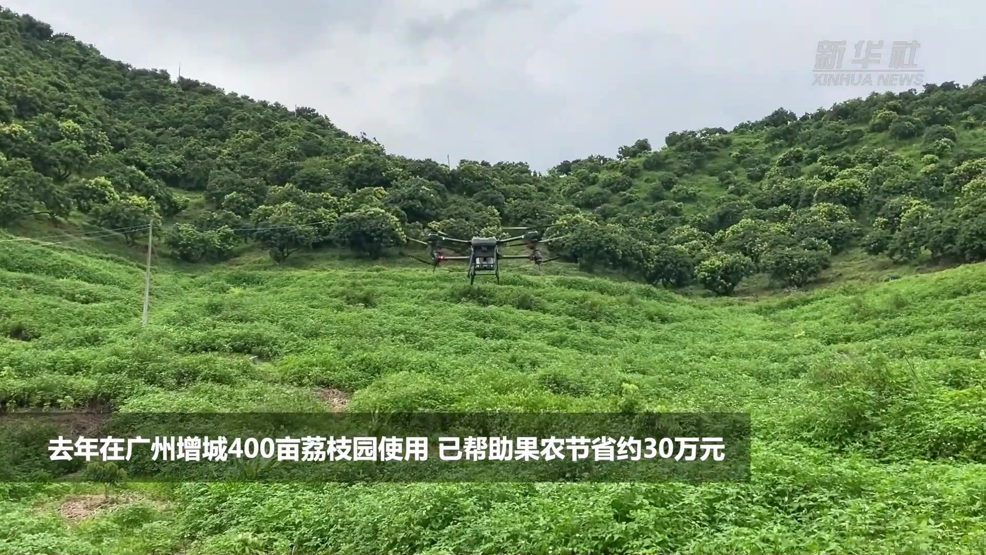 无人机上岗！解锁果园植保新方式