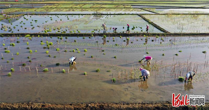 2022年6月25日,河北省遵化市团瓢庄乡山里各庄村的农民在景观稻田插秧。
