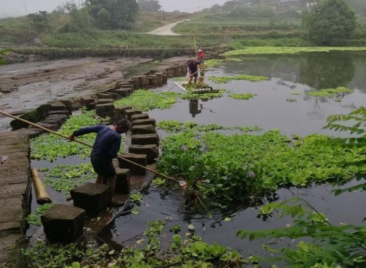 合江縣白沙鎮,永川區朱沱鎮聯合清理共管河段水生植物