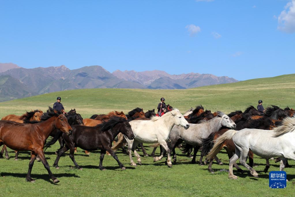 山丹马场一场的牧马人在放马，如今的山丹马场正努力打造国家优质马种质资源保护及速力型赛马培育基地（6月10日摄）。新华社记者 张智敏 摄