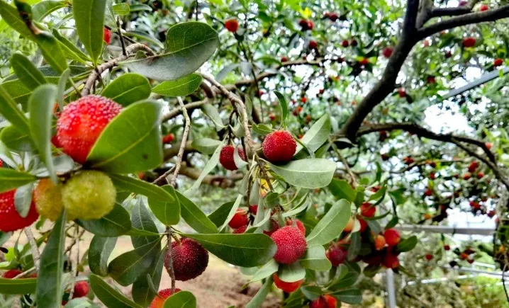 （此前报道图）