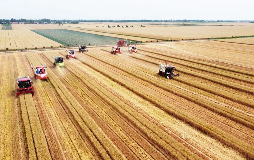 喜报青岛小麦高产攻关单产创历史最高记录