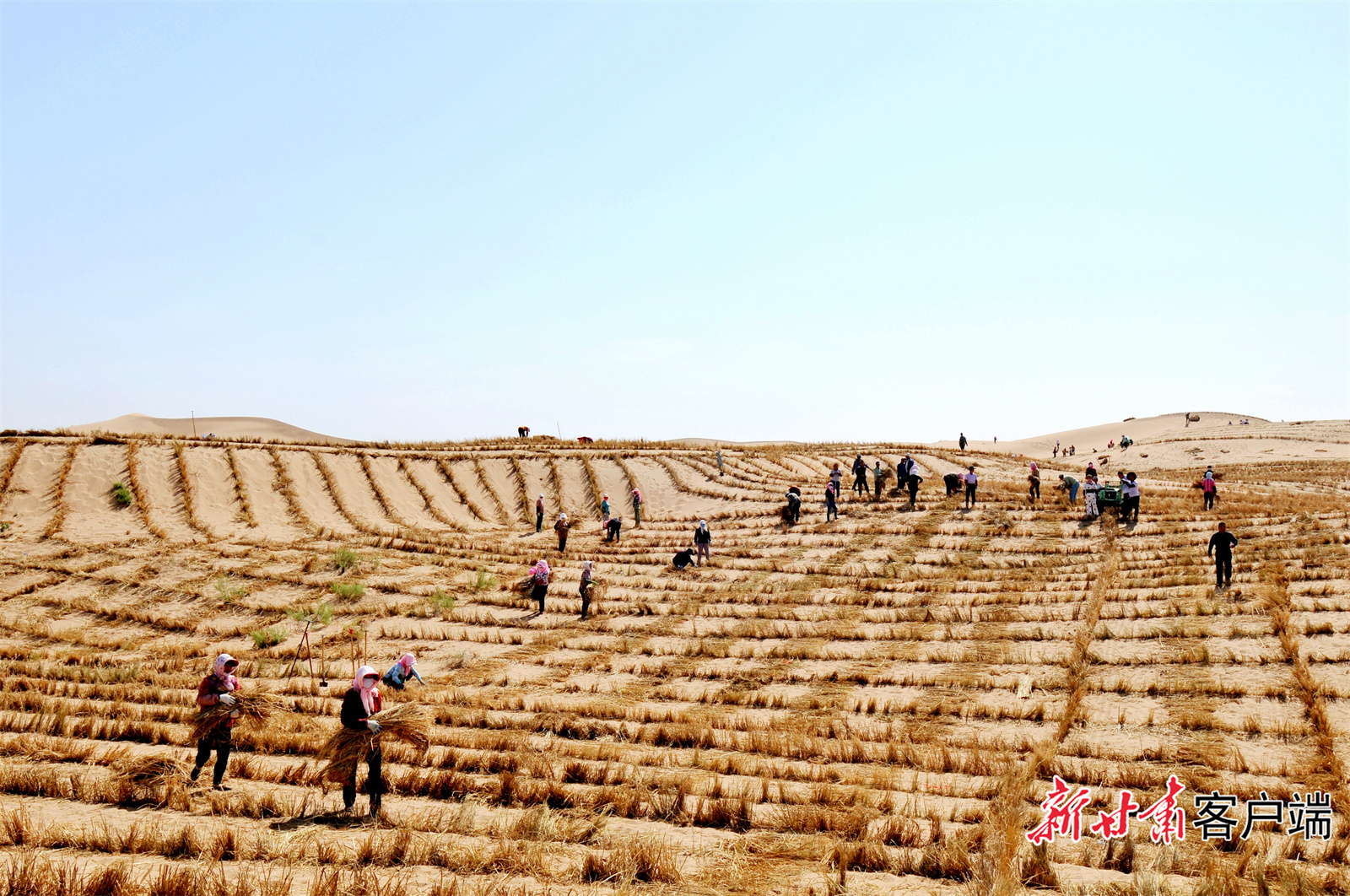 甘肃治沙版图扩张史6年织绿1400余万亩锁黄龙