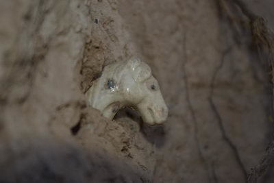 塔儿湾遗址出土的白瓷马头