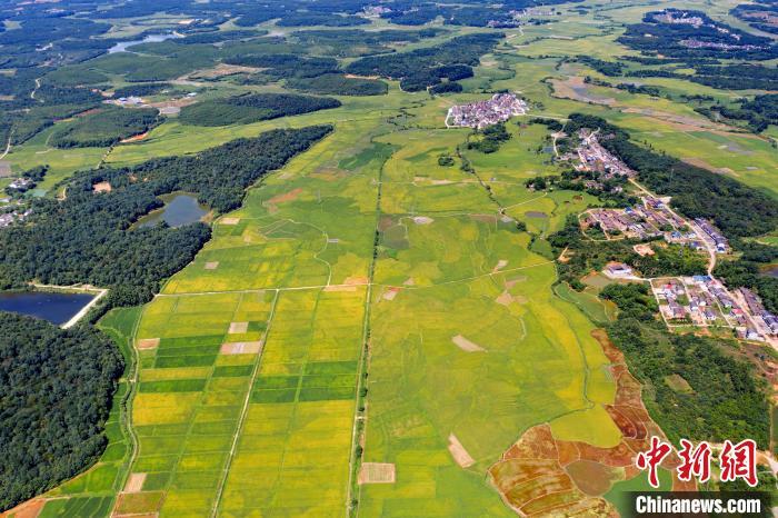 航拍江西赣抚粮仓迎早稻丰收广袤田园色彩斑斓蔚为壮观