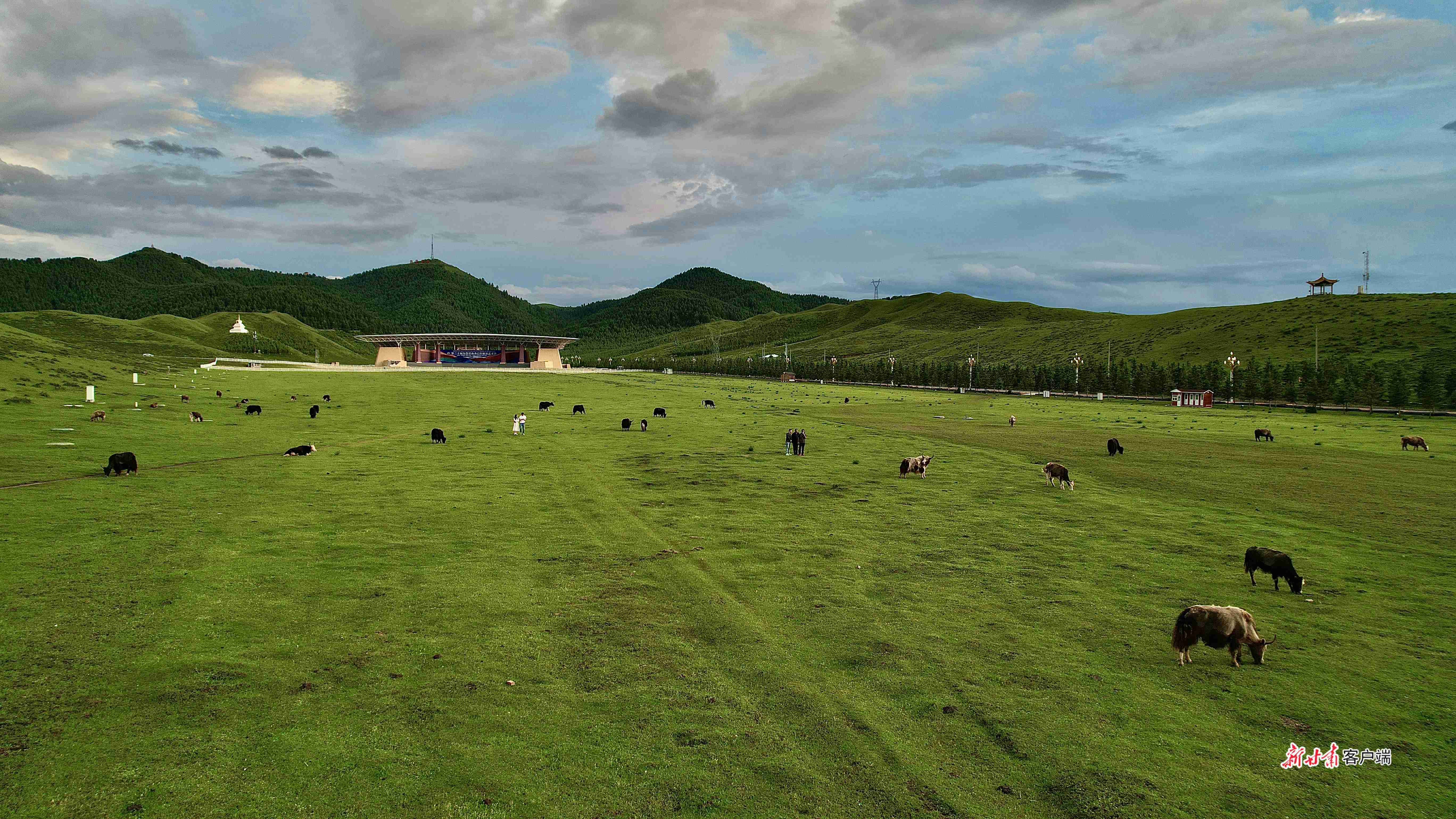 当周草原好牧场，骏马奔腾牦牛壮，羊儿的毛似雪花亮。新甘肃&middot;甘肃日报记者 韦德占