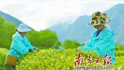 在西藏林芝“雪域茶谷”易贡茶场，工人正在采茶。