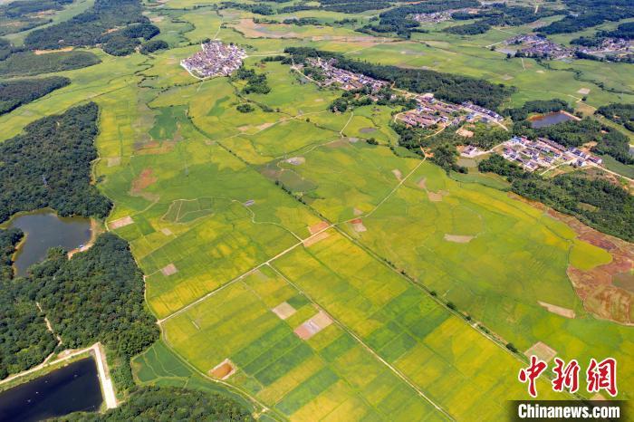 航拍金溪县左坊镇郑家村万亩早稻喜获丰收，广袤田园色彩斑斓，蔚为壮观。　邓兴东 摄