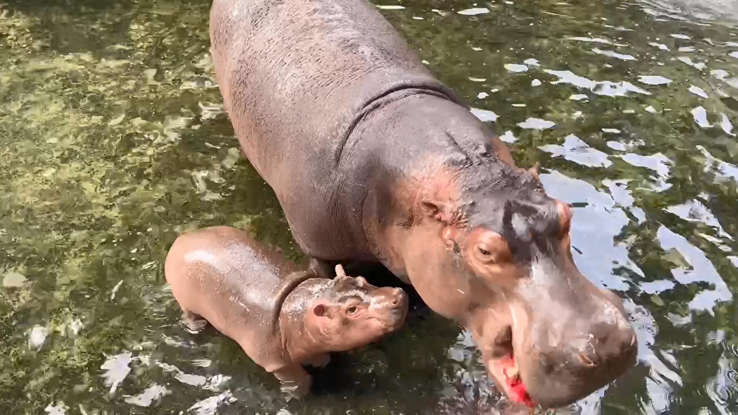 丑萌丑萌!刚满月的河马宝宝来抢镜啦,暑假来广州动物园看看
