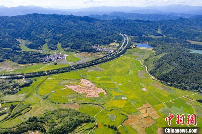 丰收的田园与群山、高速公路相互映衬，构成了一幅夏日田园美景图。　邓兴东 摄