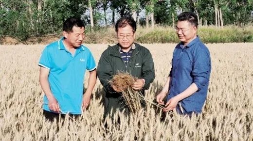 张正茂教授（中）田间调查“普冰151”小麦根系情况。　西北农林科技大学供图