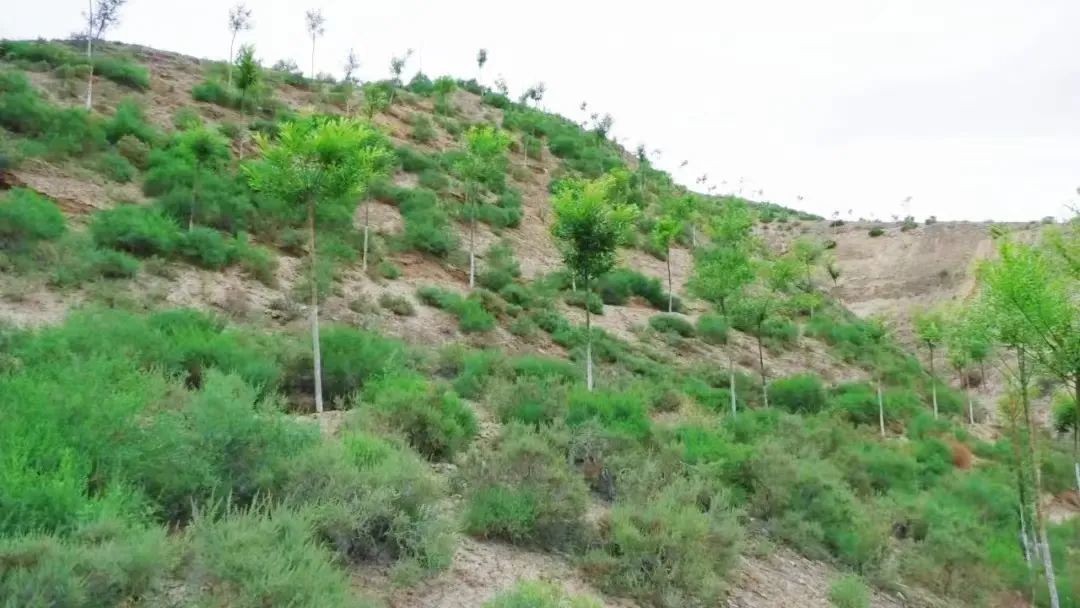 白银平川拓展“绿色版图” 新增造林18000亩
