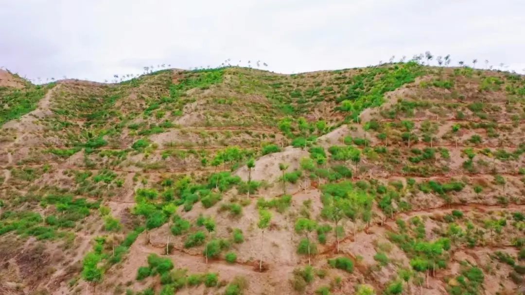 白银平川拓展“绿色版图” 新增造林18000亩