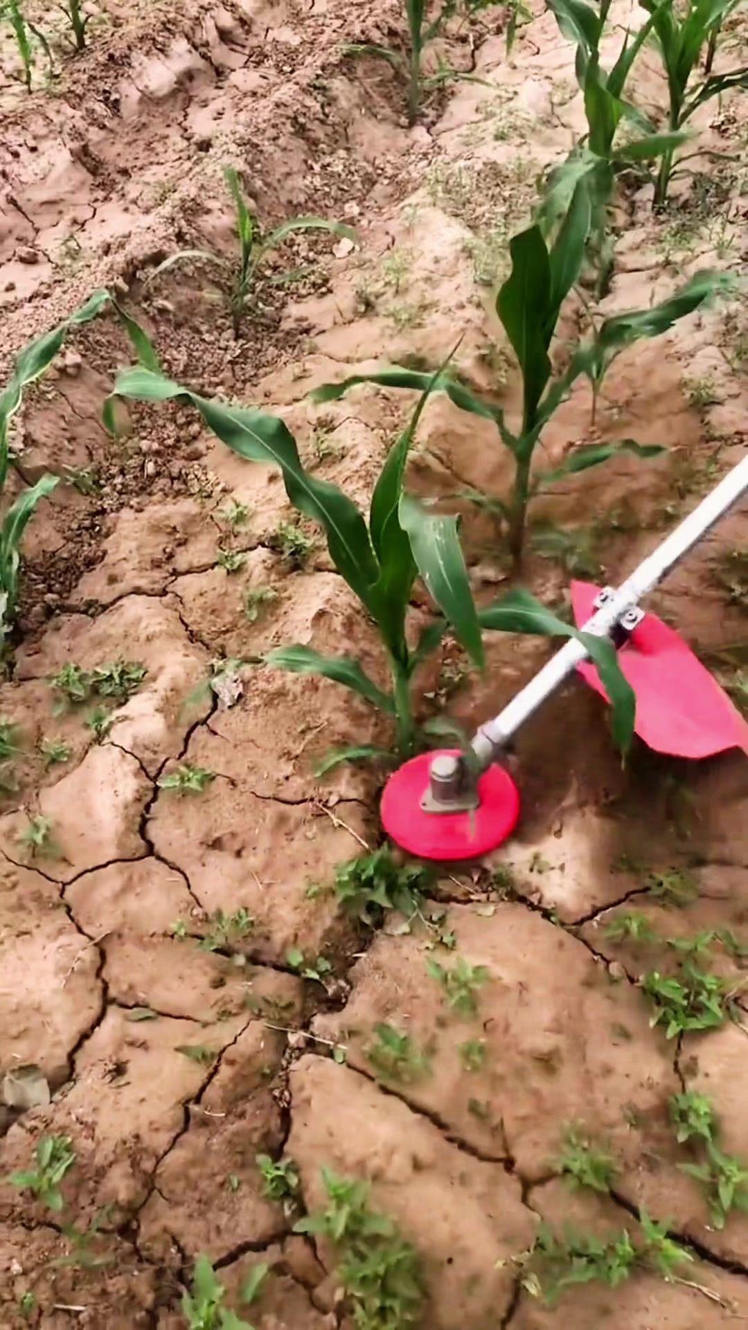 割苗与苗之间的草,水田旱地割草不伤苗两用打草头 %超实用工具 %服务