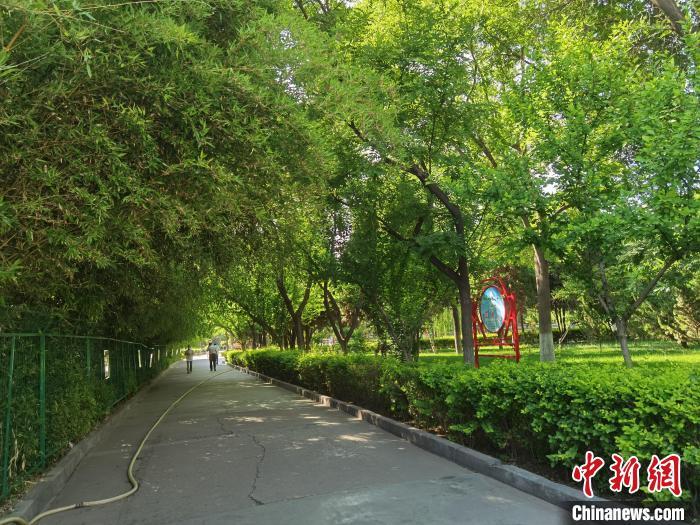 图为小西湖公园内绿树成荫。 杨娜 摄