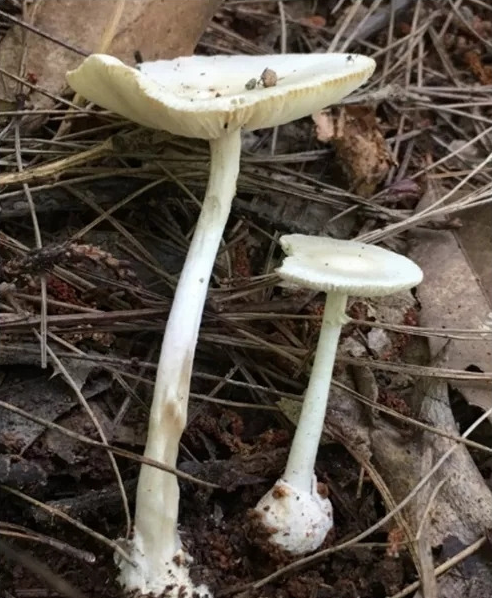 “白煞”：裂皮鹅膏。均为资料图片