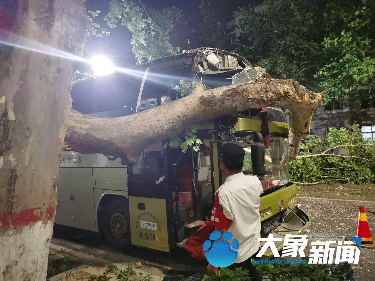 郑州旅游大巴撞上法桐树 前挡风玻璃被撞掉幸无人员受伤