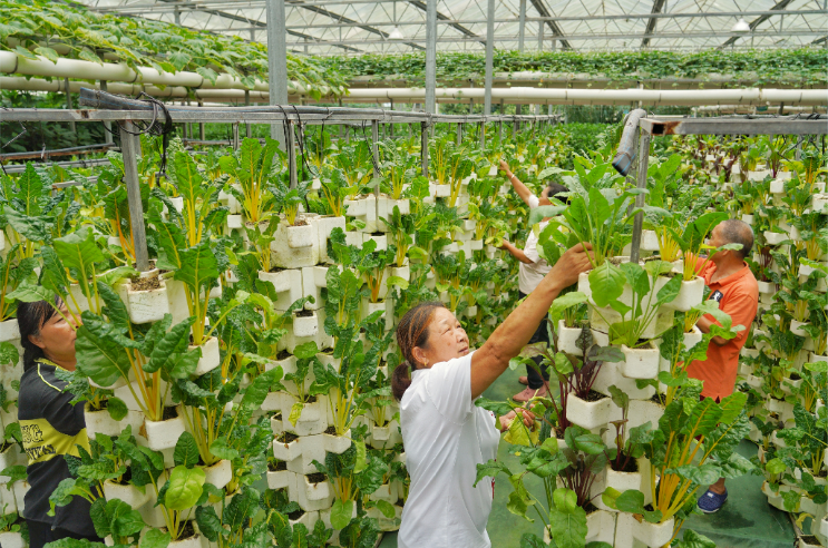 ▲ 6月16日，潼南蔬菜科技示范基地，农民们在科技大棚内打理蔬菜。崔力 摄/视觉重庆