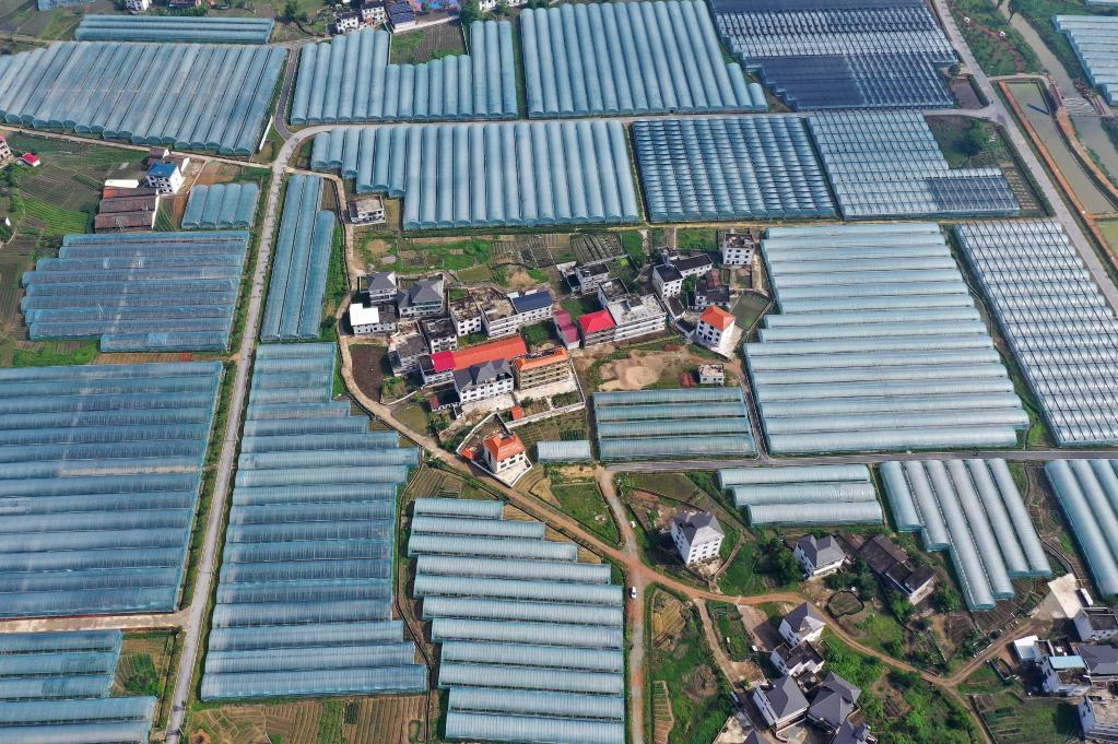 这是位于江西赣州梓山镇潭头村的果蔬种植基地（无人机照片）。 新华社记者 万象 摄