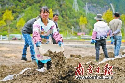 西藏波密天麻种植基地工人在进行天麻种植。