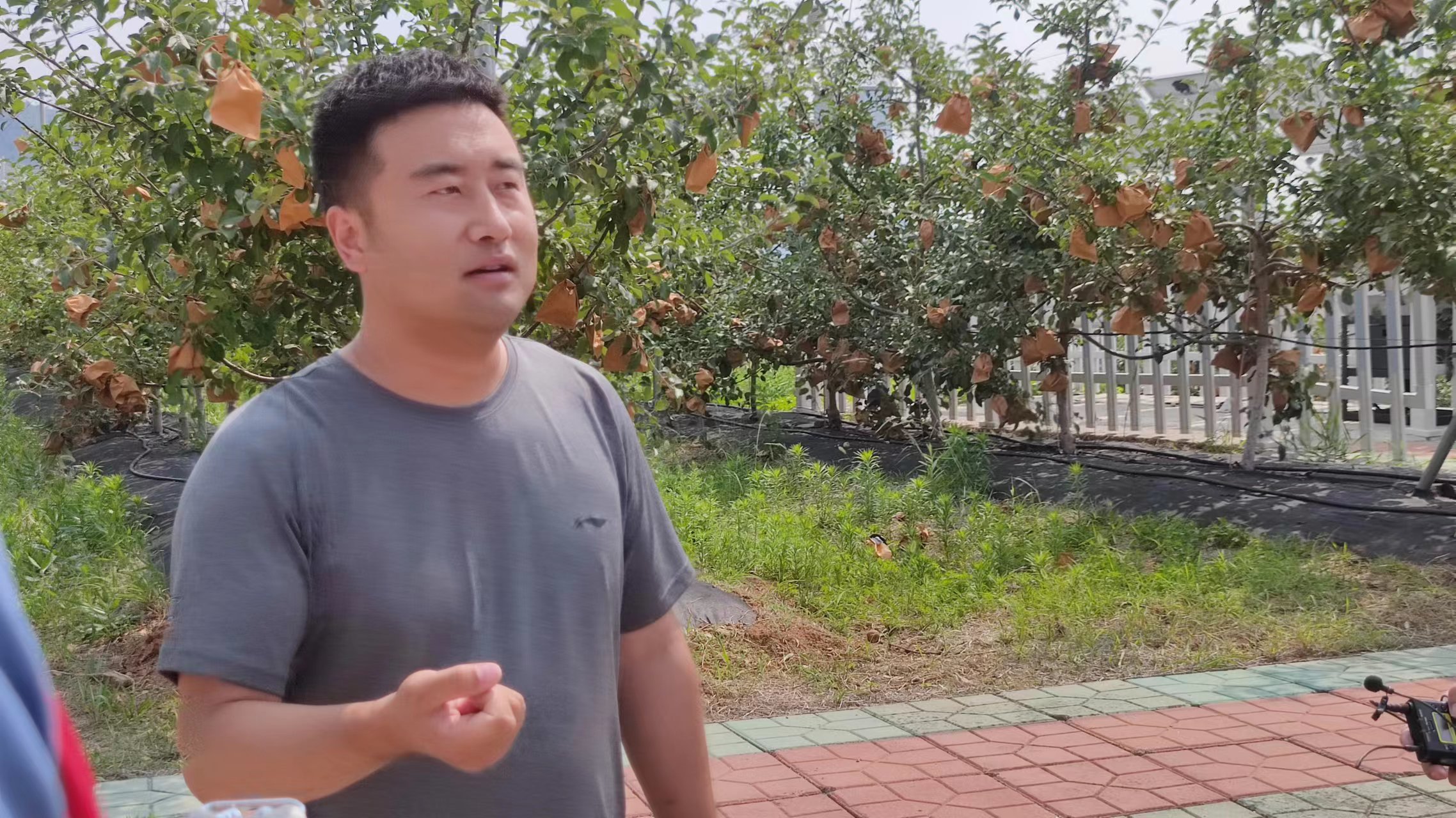 华盛“智慧果园”项目负责人齐凯向记者介绍果园运营情况
