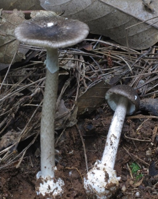 “黑煞”：灰花纹鹅膏。