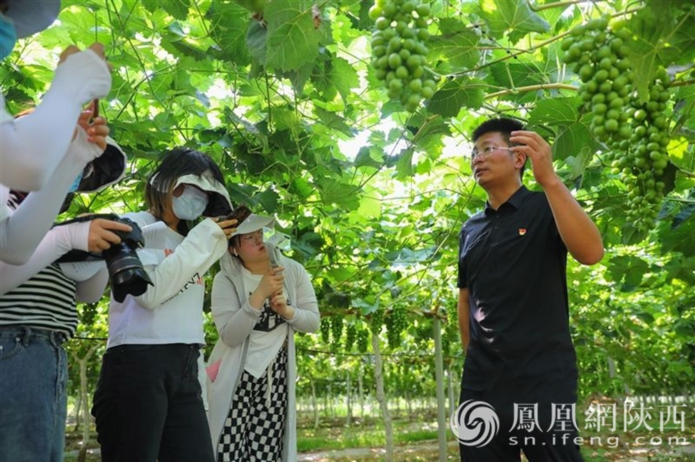 水清好米结硕果 近距离探寻合阳县经济高质量发展的新亮点